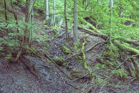 Mehringer Schweiz - 08.06.2025