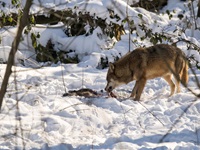 Wolf Anholter Schweiz