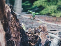 Junger Baum auf abgestorbenen Stamm Ascheloher Schweiz