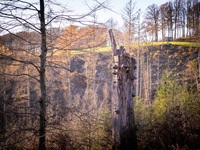 Bergische Schweiz Pilze auf Baumstumpf