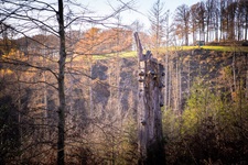 Bergische Schweiz Pilze auf Baumstumpf