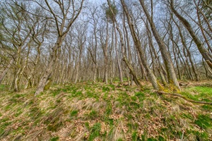 Bernkasteler Schweiz Bäume