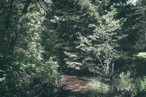 Borsteler Schweiz