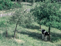 Kuh unter Baum Elfringhauser Schweiz