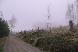 Wanderweg Baumsterben Fehrenbacher Schweiz