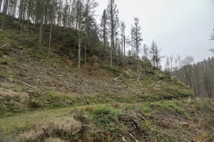 Wanderweg Fehrenbacher Schweiz