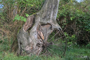 Baum frisst Rad Flörsheimer Schweiz