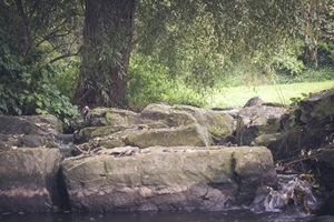 Bachlauf Flörsheimer Schweiz