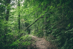 Wanderweg Fränkische Schweiz