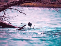 Wasservogel Hinsbecker Schweiz