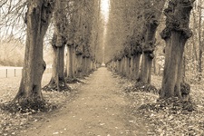 Bäume Plöner Schlosspark