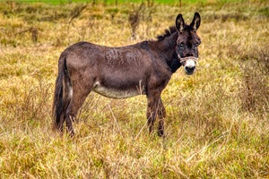 Esel Jerichower Schweiz
