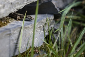 Eidechse Maringer Schweiz