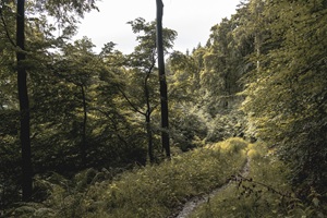 Mehringer Schweiz Wanderweg