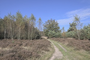 Hügelgräberheide Halle-Hesingen