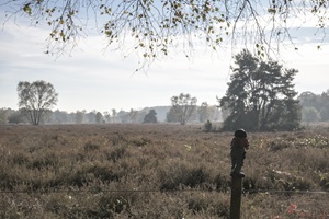 Uelsen Hesingen