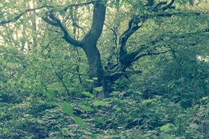 Uriger Baum Rheinhessische Schweiz