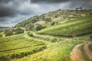 Weinanbau Rheinhessische Schweiz