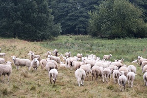 Schafherde Kösterbeck Rostocker Schweiz
