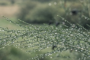 Regen Rostocker Schweiz