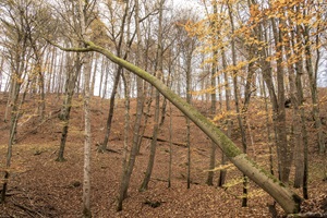 Thüringer Urwaldpfade