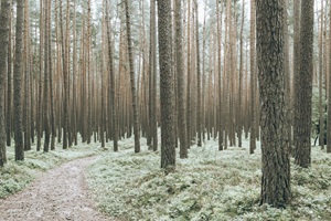 Wald Spalter Schweiz