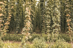 Hopfen Spalt
