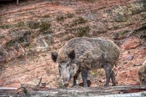 Wildgehege Weißhauswald Trierer Schweiz