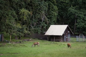 Trierer Schweiz Wildgehege