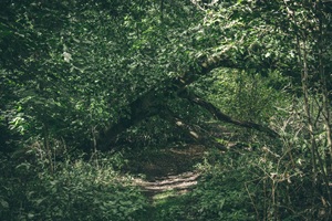 Wanderweg Vorwerker Schweiz